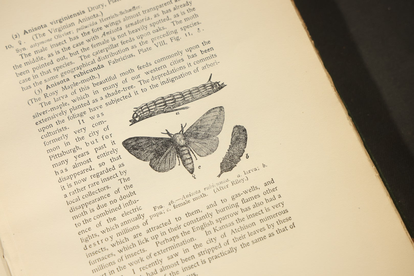 "The Moth Book: A Popular Guide to a Knowledge of the Moths of North America" Antique Entomology Book with 48 Color Plates by W. J. Holland, Published by Doubleday, Page & Company, New York, 1903
