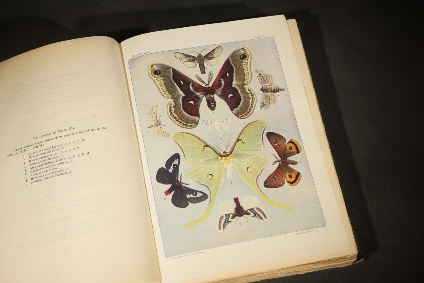 "The Moth Book: A Popular Guide to a Knowledge of the Moths of North America" Antique Entomology Book with 48 Color Plates by W. J. Holland, Published by Doubleday, Page & Company, New York, 1903