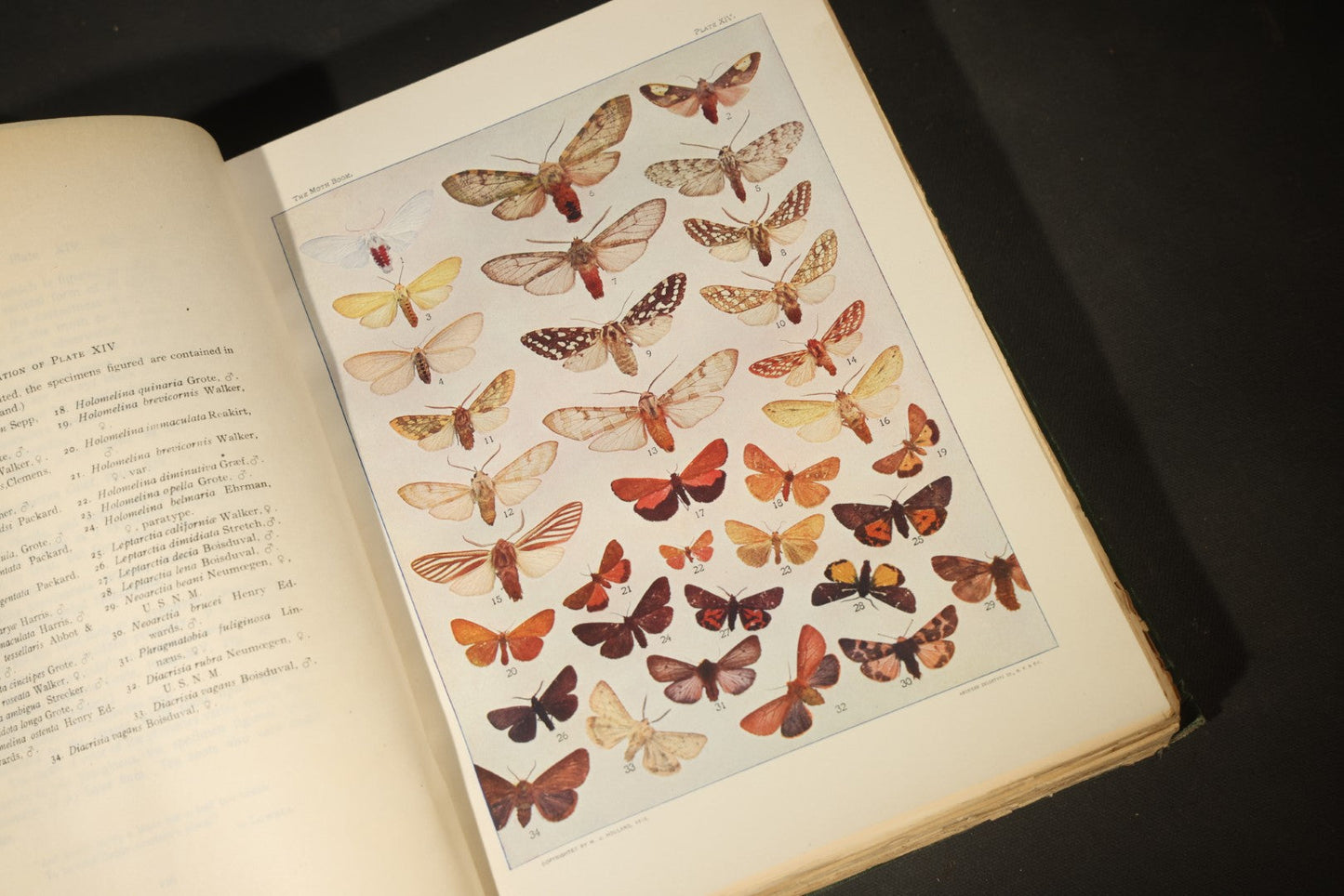 "The Moth Book: A Popular Guide to a Knowledge of the Moths of North America" Antique Entomology Book with 48 Color Plates by W. J. Holland, Published by Doubleday, Page & Company, New York, 1903
