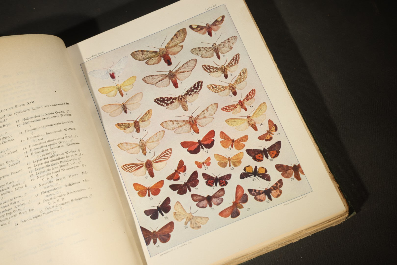 "The Moth Book: A Popular Guide to a Knowledge of the Moths of North America" Antique Entomology Book with 48 Color Plates by W. J. Holland, Published by Doubleday, Page & Company, New York, 1903
