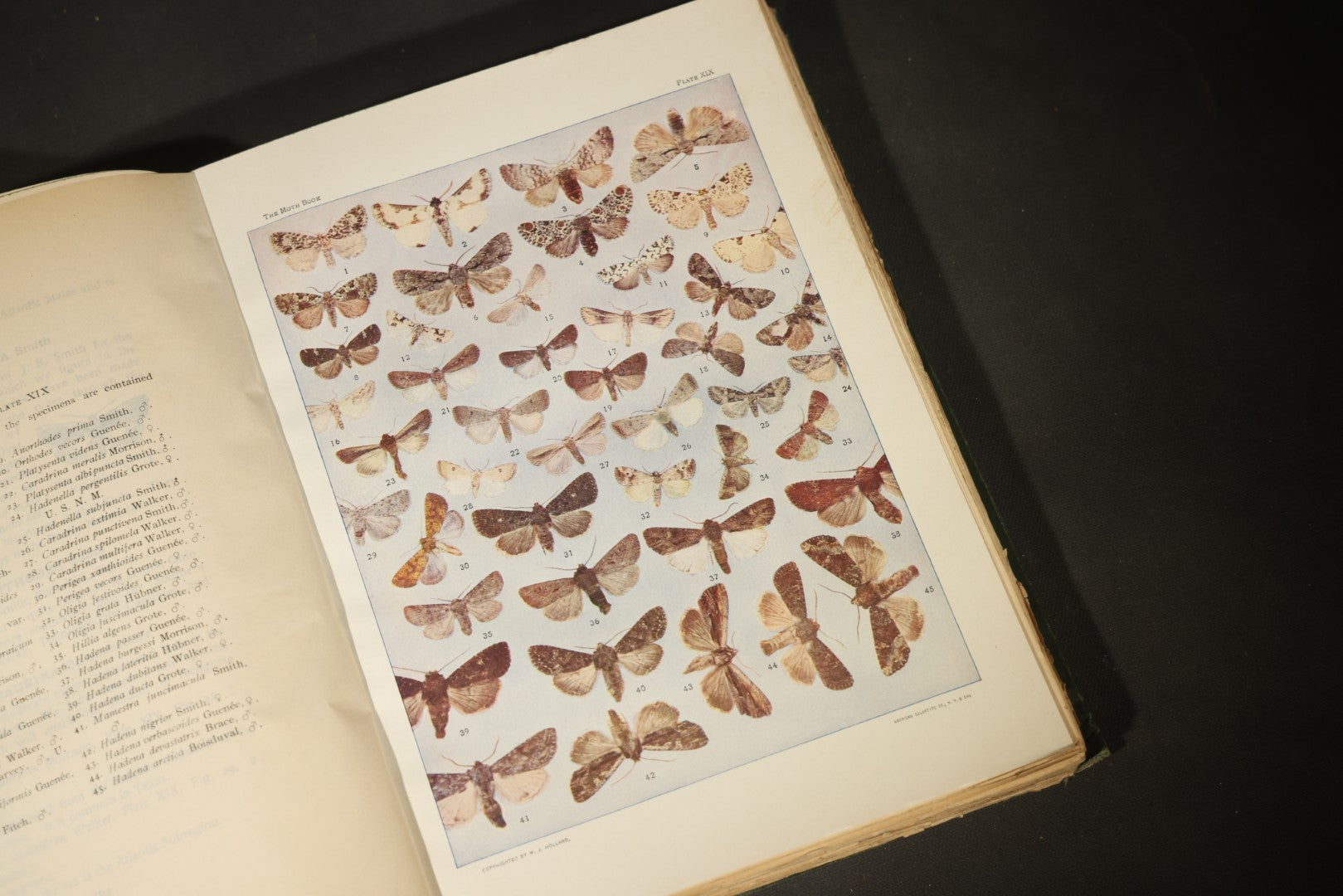 "The Moth Book: A Popular Guide to a Knowledge of the Moths of North America" Antique Entomology Book with 48 Color Plates by W. J. Holland, Published by Doubleday, Page & Company, New York, 1903