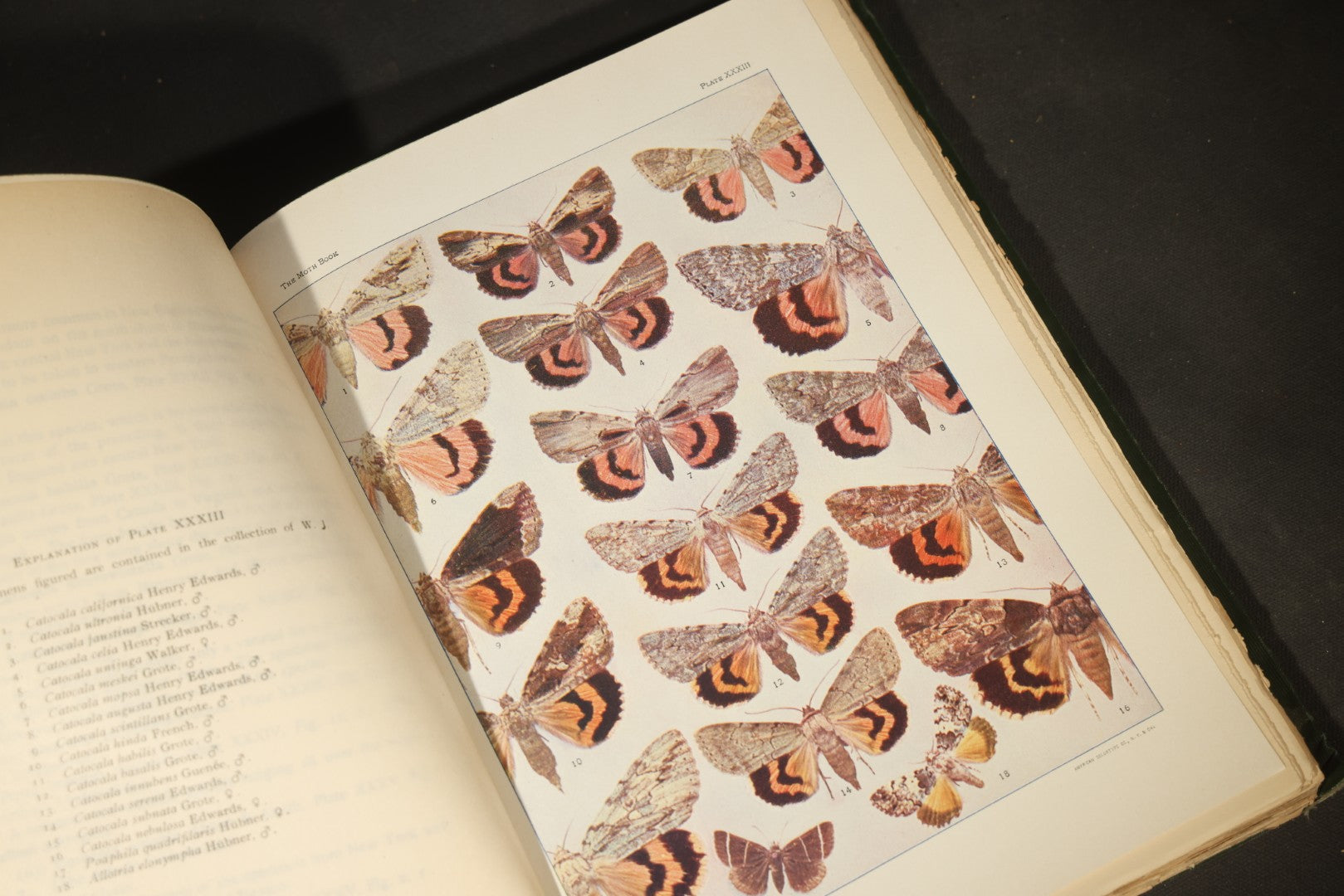 "The Moth Book: A Popular Guide to a Knowledge of the Moths of North America" Antique Entomology Book with 48 Color Plates by W. J. Holland, Published by Doubleday, Page & Company, New York, 1903