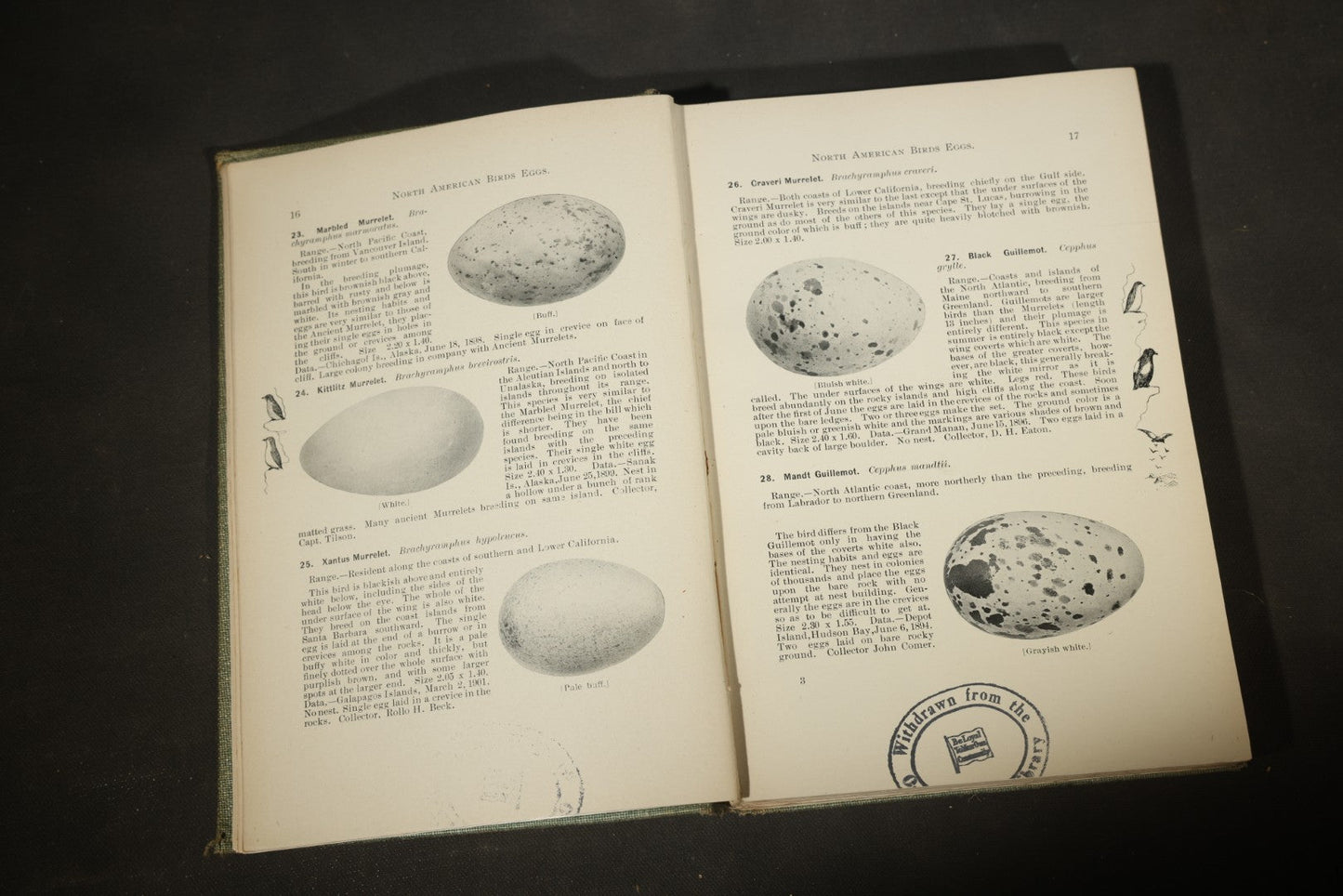 "North American Birds Eggs" Antique Ornithology Book by Chester A. Reed, Published by Doubleday, Page & Company, New York, 1904
