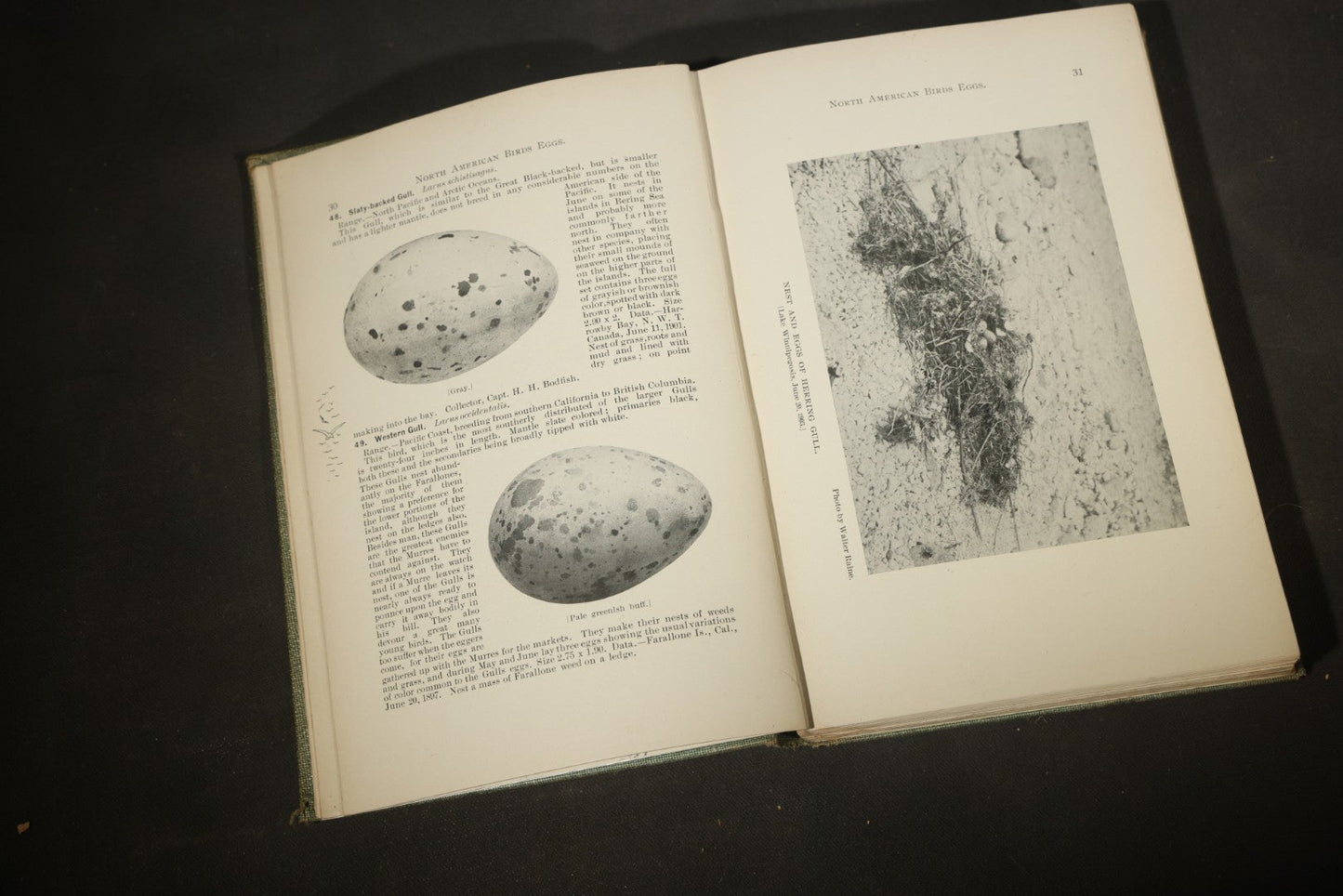 "North American Birds Eggs" Antique Ornithology Book by Chester A. Reed, Published by Doubleday, Page & Company, New York, 1904