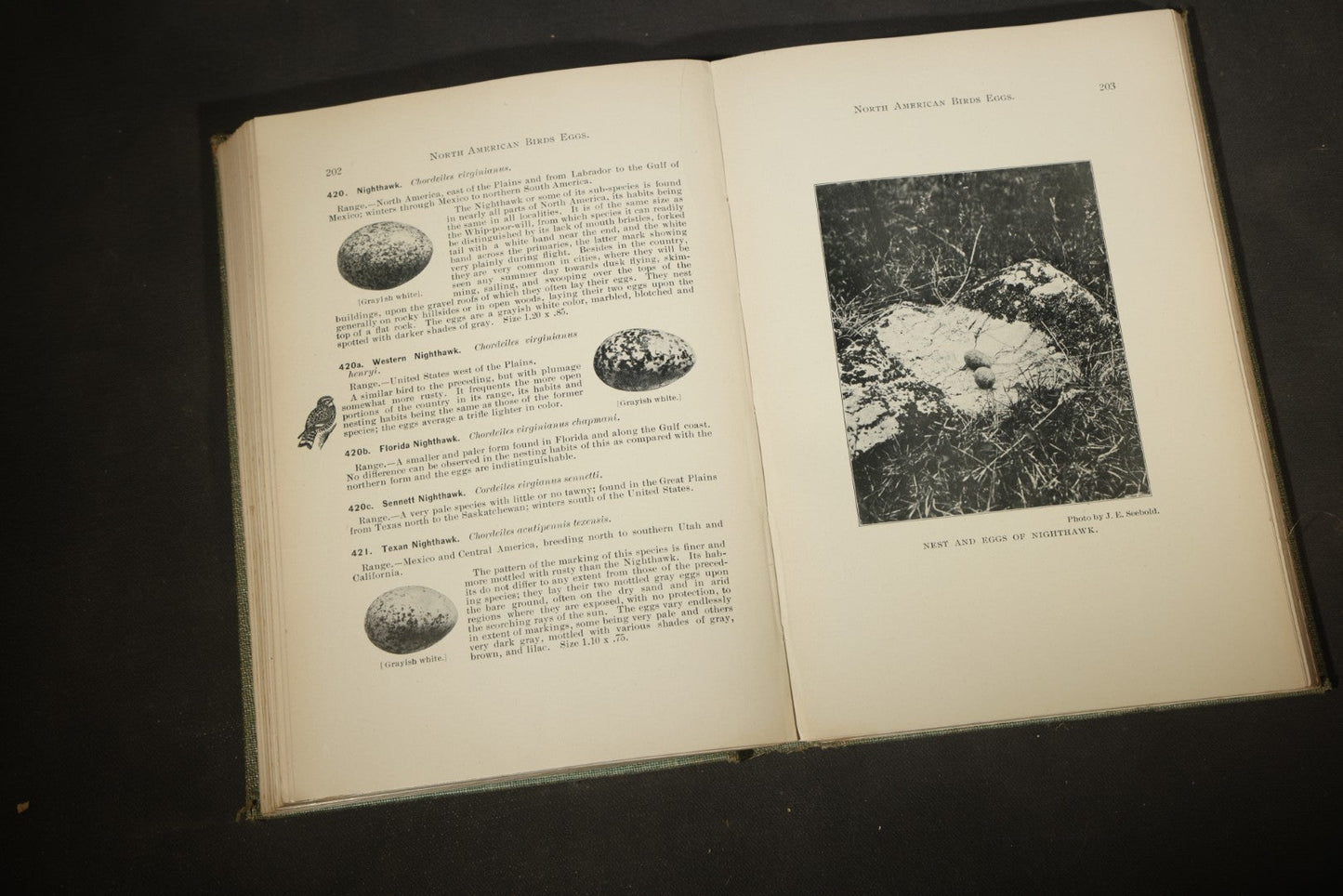"North American Birds Eggs" Antique Ornithology Book by Chester A. Reed, Published by Doubleday, Page & Company, New York, 1904