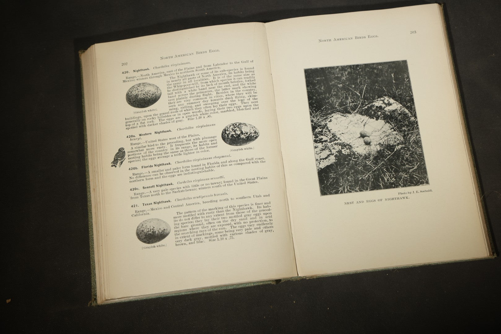 "North American Birds Eggs" Antique Ornithology Book by Chester A. Reed, Published by Doubleday, Page & Company, New York, 1904