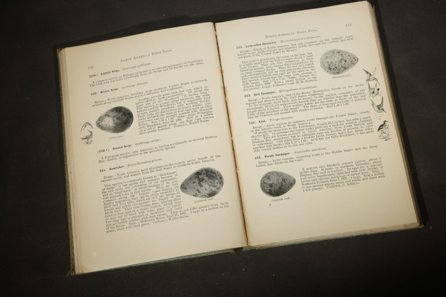 "North American Birds Eggs" Antique Ornithology Book by Chester A. Reed, Published by Doubleday, Page & Company, New York, 1904