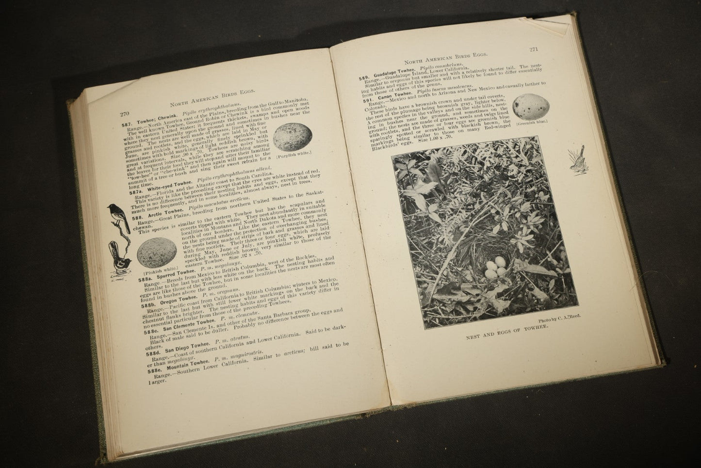 "North American Birds Eggs" Antique Ornithology Book by Chester A. Reed, Published by Doubleday, Page & Company, New York, 1904