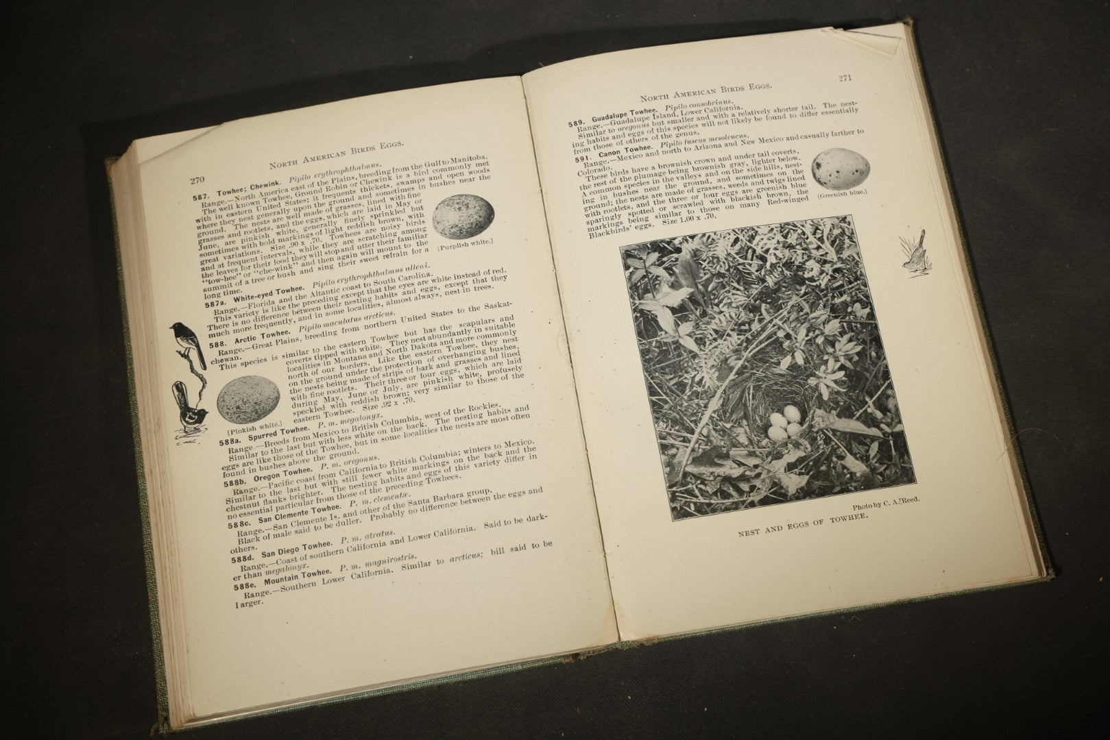"North American Birds Eggs" Antique Ornithology Book by Chester A. Reed, Published by Doubleday, Page & Company, New York, 1904