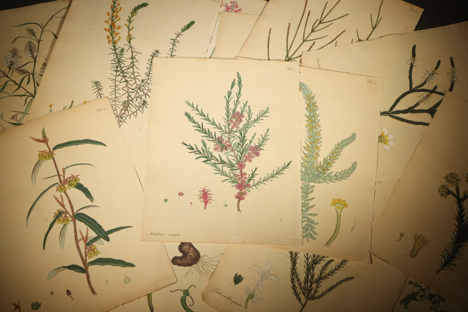Grouping of Antique Hand-Colored Botanical Engraving Prints Published by H. Andrews, "The Botanist's Repository," Circa 1801