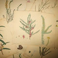 Lot 034 - Grouping of Antique Hand-Colored Botanical Engraving Prints Published by H. Andrews, "The Botanist's Repository," Circa 1801