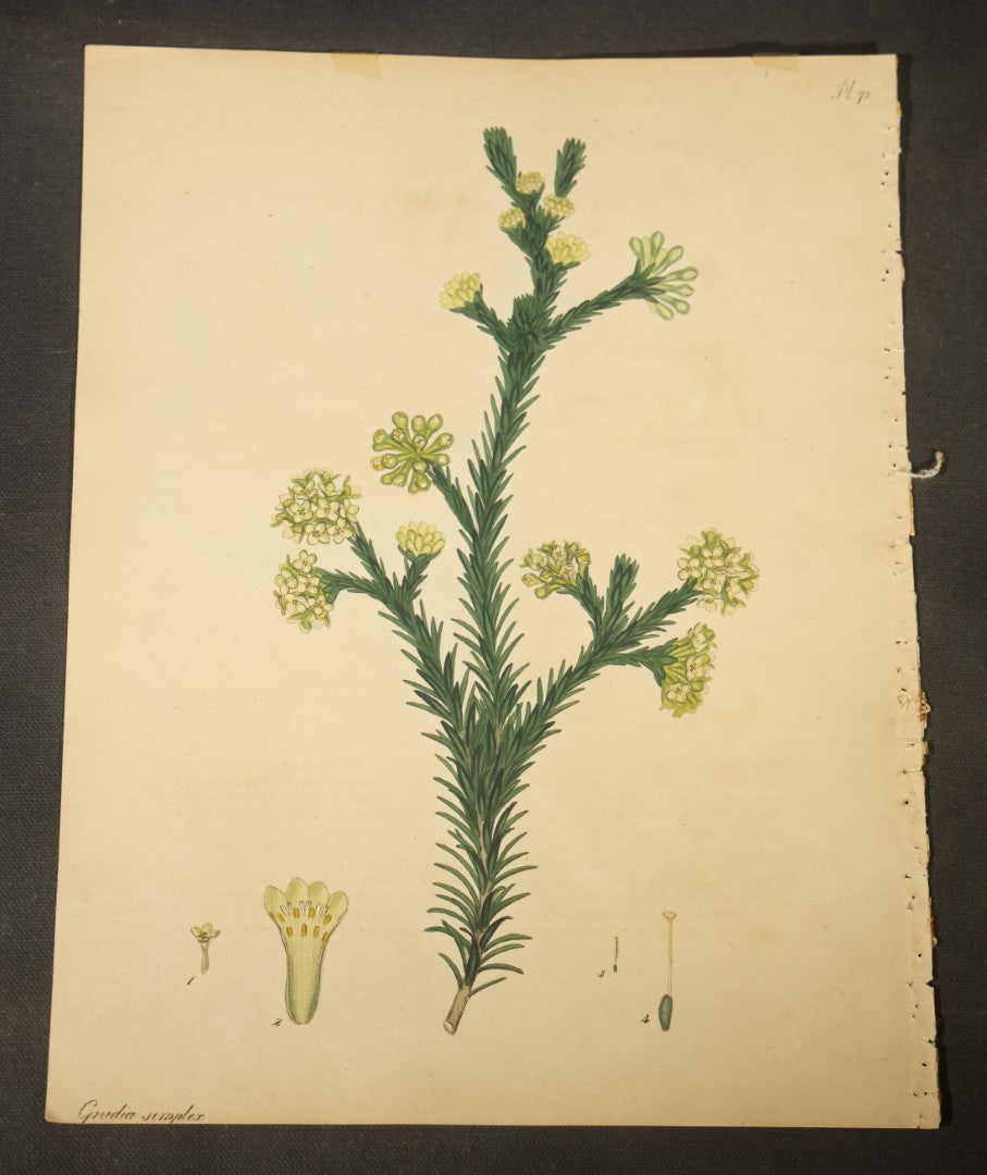 Grouping of Antique Hand-Colored Botanical Engraving Prints Published by H. Andrews, "The Botanist's Repository," Circa 1801