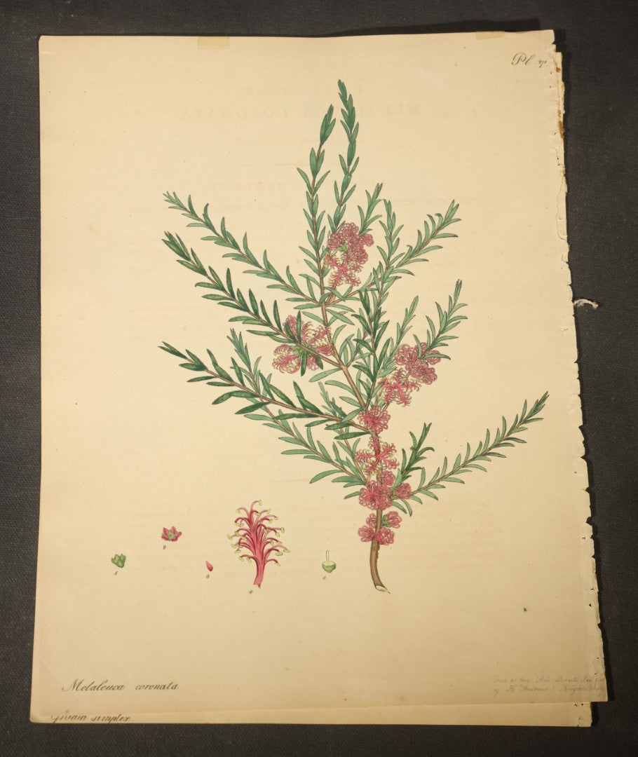 Grouping of Antique Hand-Colored Botanical Engraving Prints Published by H. Andrews, "The Botanist's Repository," Circa 1801