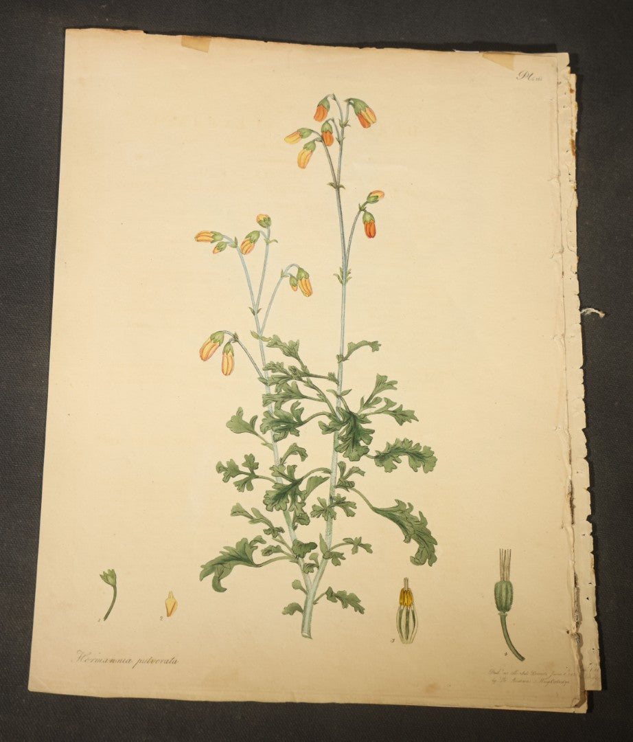 Grouping of Antique Hand-Colored Botanical Engraving Prints Published by H. Andrews, "The Botanist's Repository," Circa 1801
