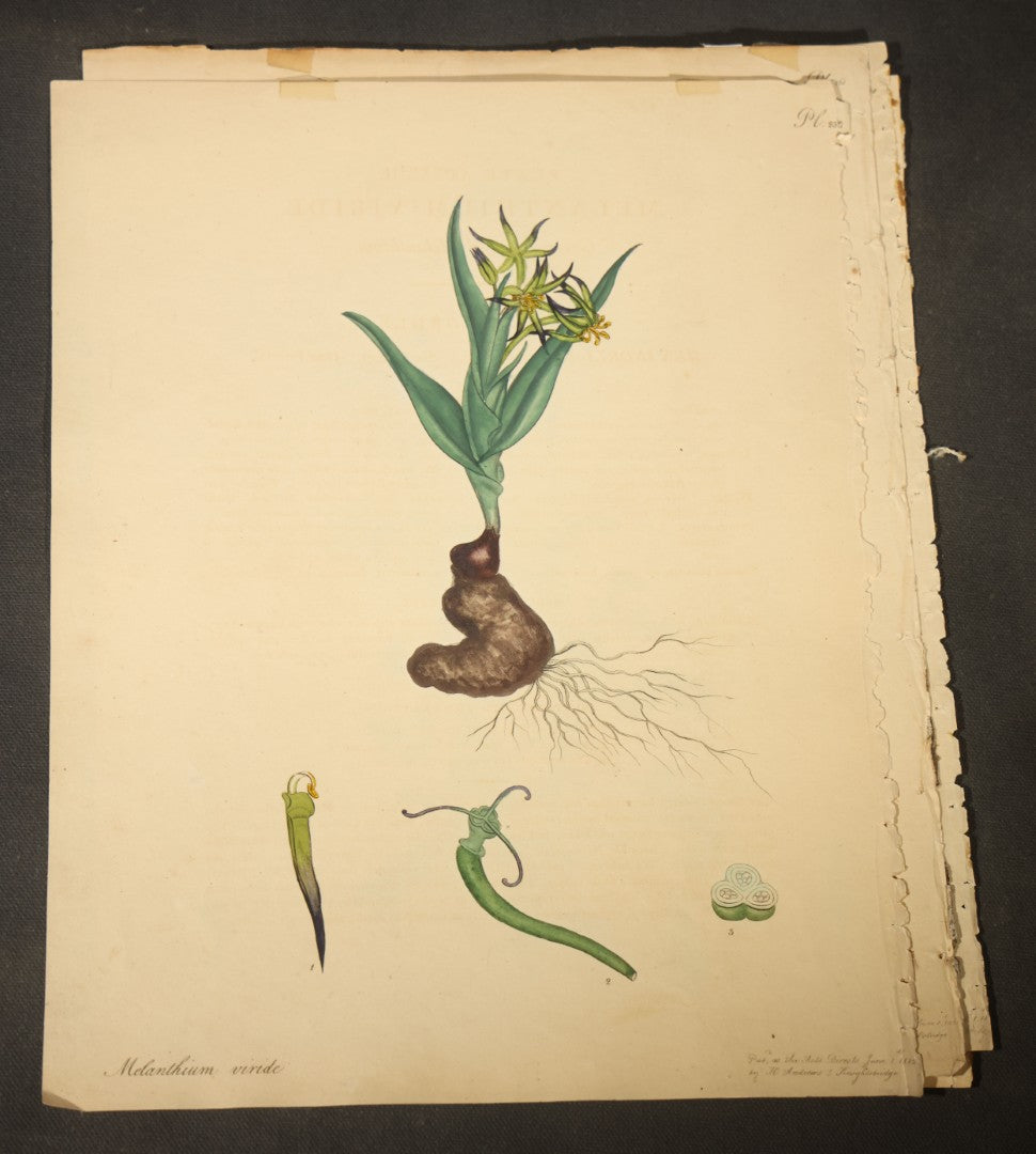 Grouping of Antique Hand-Colored Botanical Engraving Prints Published by H. Andrews, "The Botanist's Repository," Circa 1801