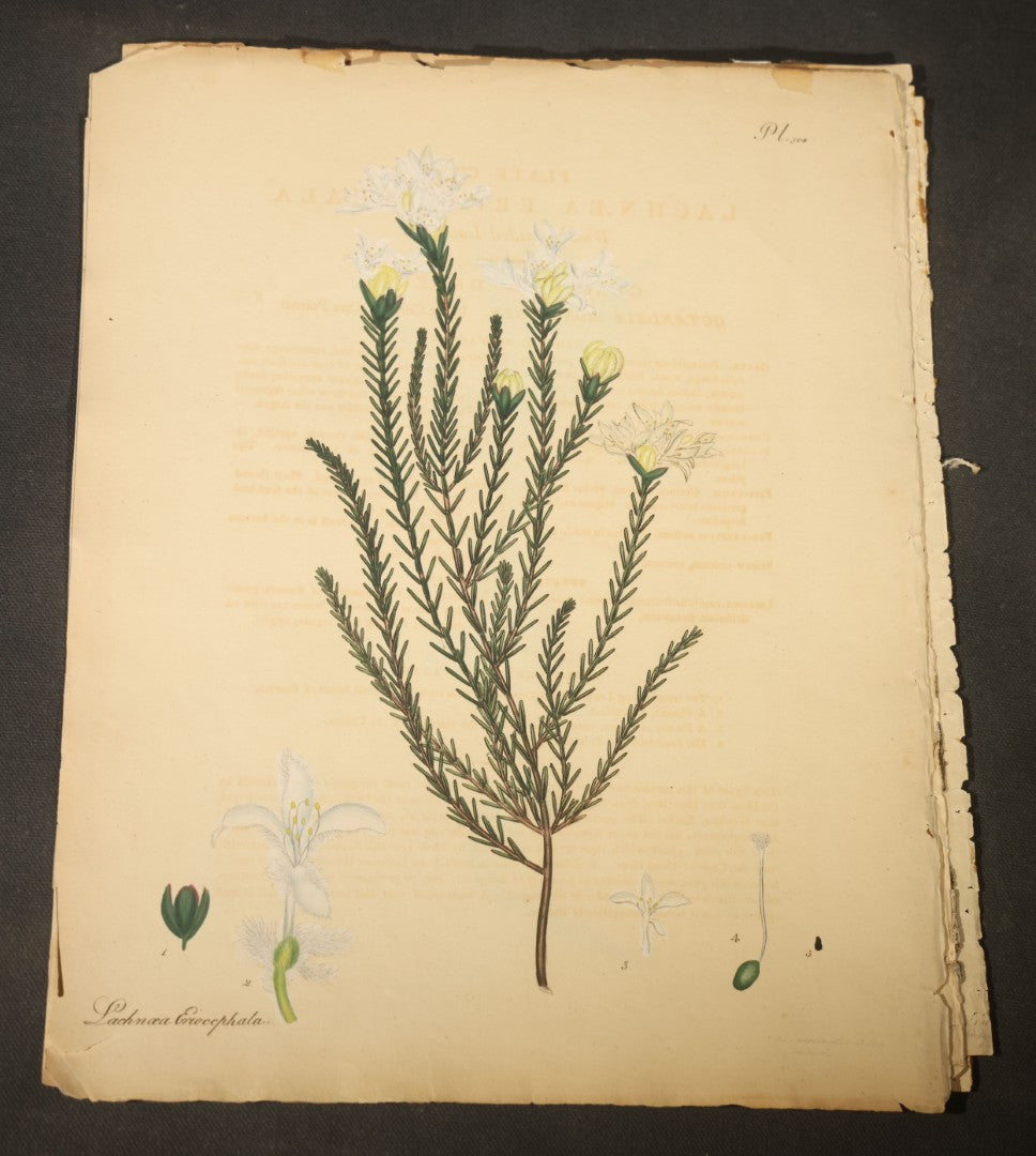 Grouping of Antique Hand-Colored Botanical Engraving Prints Published by H. Andrews, "The Botanist's Repository," Circa 1801