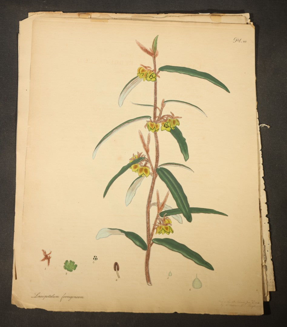 Grouping of Antique Hand-Colored Botanical Engraving Prints Published by H. Andrews, "The Botanist's Repository," Circa 1801