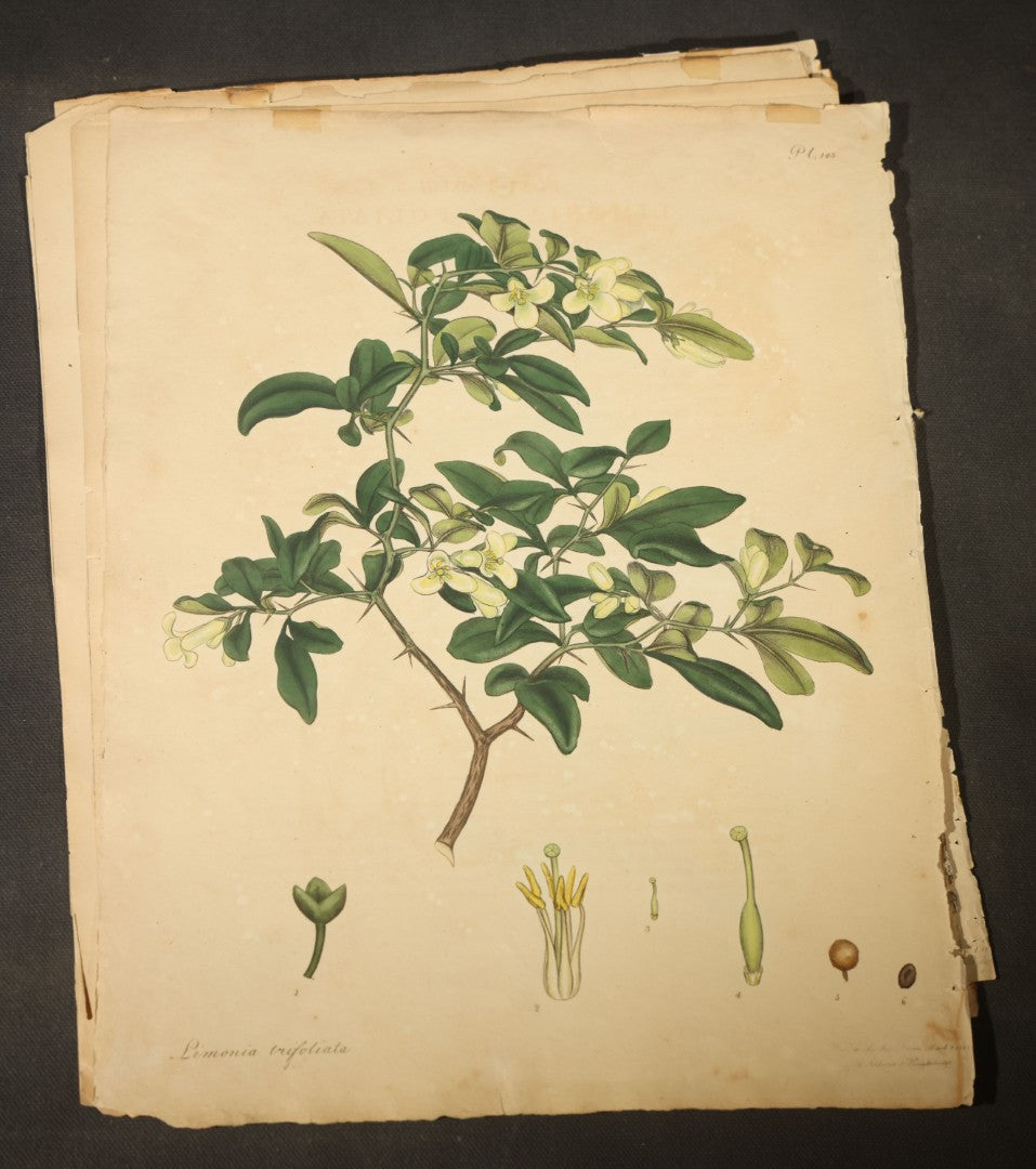 Grouping of Antique Hand-Colored Botanical Engraving Prints Published by H. Andrews, "The Botanist's Repository," Circa 1801