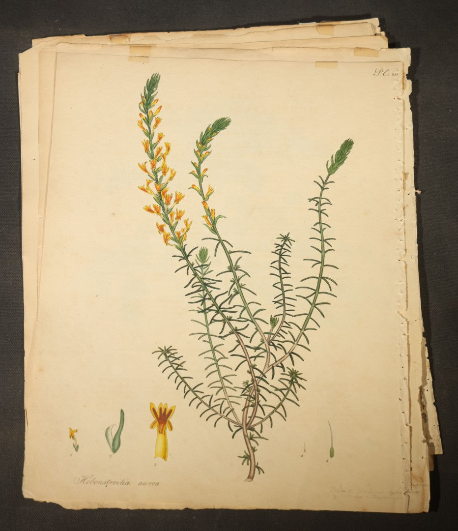 Grouping of Antique Hand-Colored Botanical Engraving Prints Published by H. Andrews, "The Botanist's Repository," Circa 1801