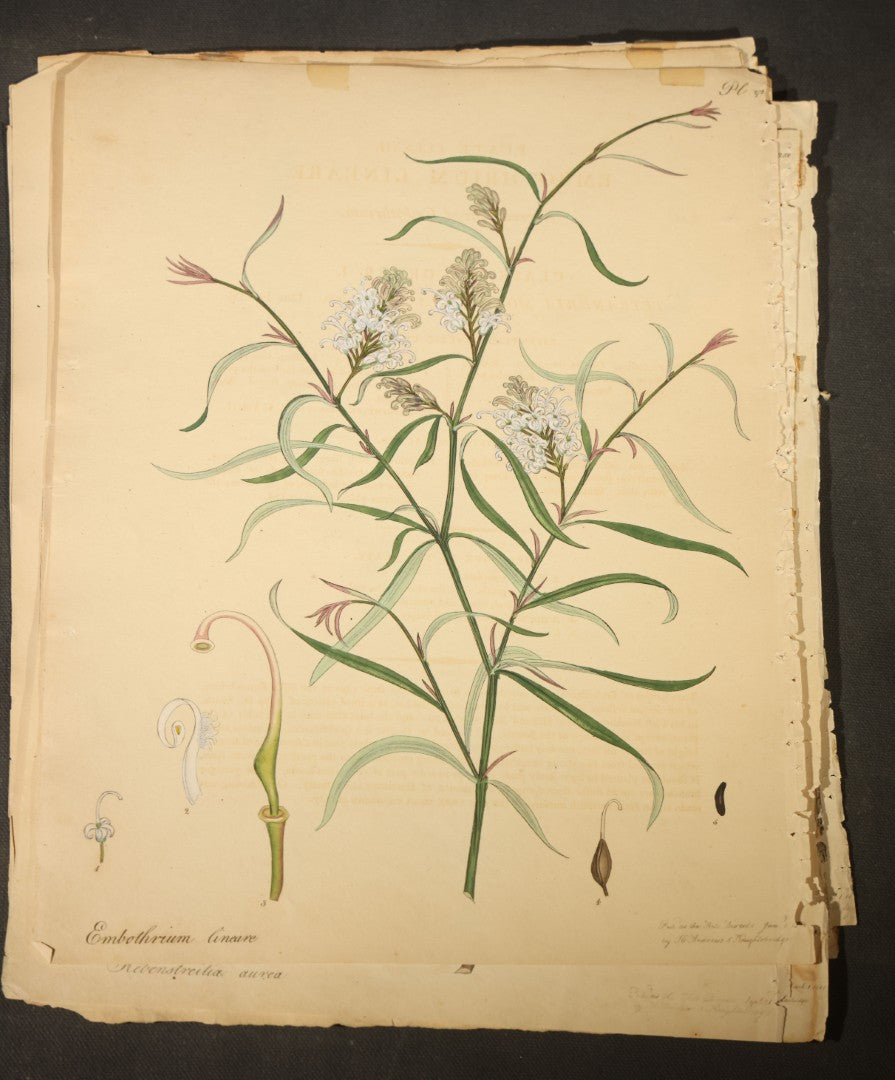 Grouping of Antique Hand-Colored Botanical Engraving Prints Published by H. Andrews, "The Botanist's Repository," Circa 1801