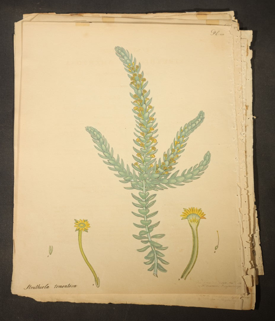 Grouping of Antique Hand-Colored Botanical Engraving Prints Published by H. Andrews, "The Botanist's Repository," Circa 1801