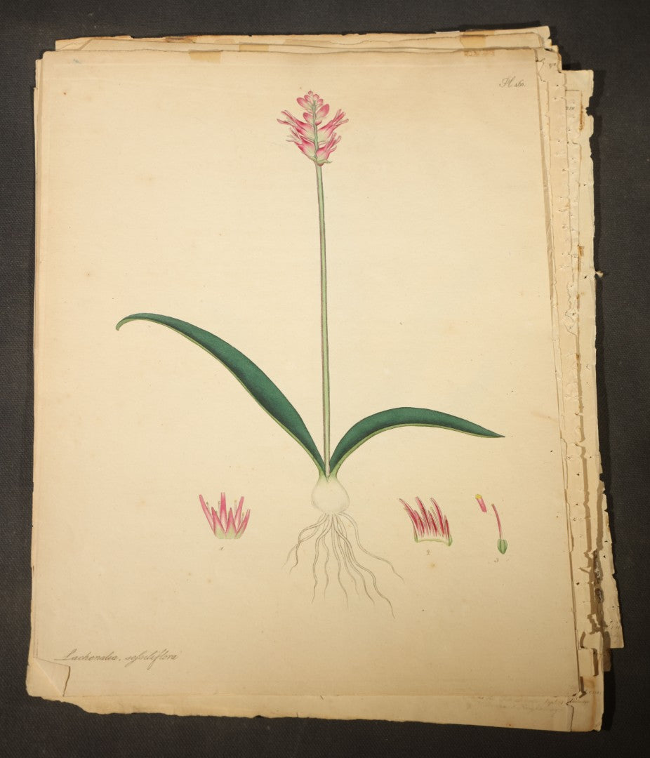 Grouping of Antique Hand-Colored Botanical Engraving Prints Published by H. Andrews, "The Botanist's Repository," Circa 1801