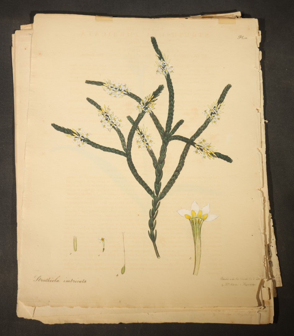 Grouping of Antique Hand-Colored Botanical Engraving Prints Published by H. Andrews, "The Botanist's Repository," Circa 1801