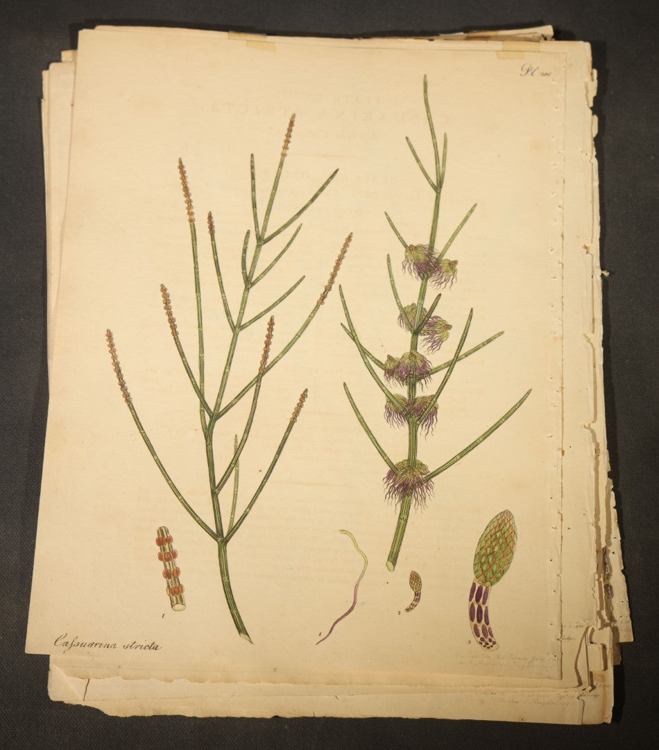 Grouping of Antique Hand-Colored Botanical Engraving Prints Published by H. Andrews, "The Botanist's Repository," Circa 1801