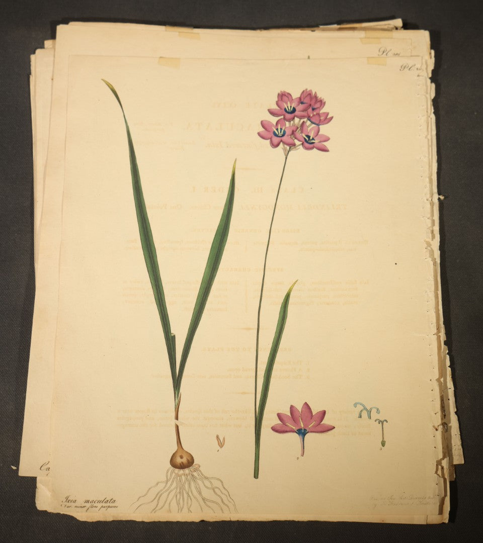 Grouping of Antique Hand-Colored Botanical Engraving Prints Published by H. Andrews, "The Botanist's Repository," Circa 1801