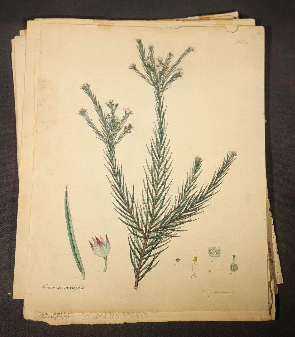 Grouping of Antique Hand-Colored Botanical Engraving Prints Published by H. Andrews, "The Botanist's Repository," Circa 1801