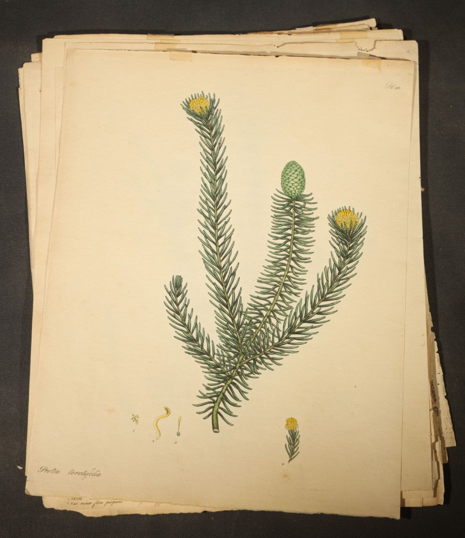 Grouping of Antique Hand-Colored Botanical Engraving Prints Published by H. Andrews, "The Botanist's Repository," Circa 1801