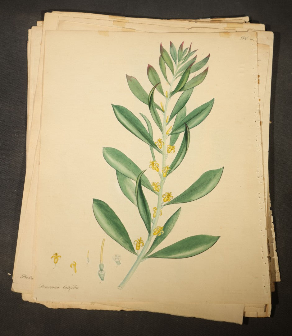 Grouping of Antique Hand-Colored Botanical Engraving Prints Published by H. Andrews, "The Botanist's Repository," Circa 1801
