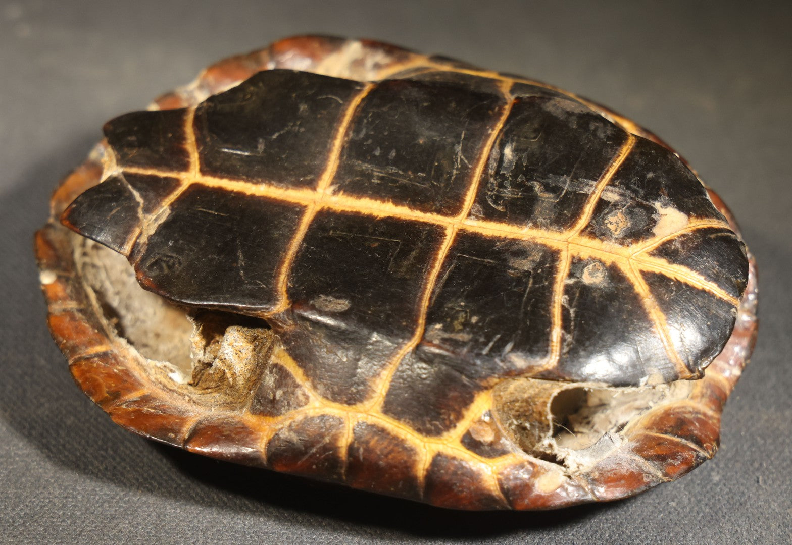 Antique Turtle Shell Ashtray with Metal Liner