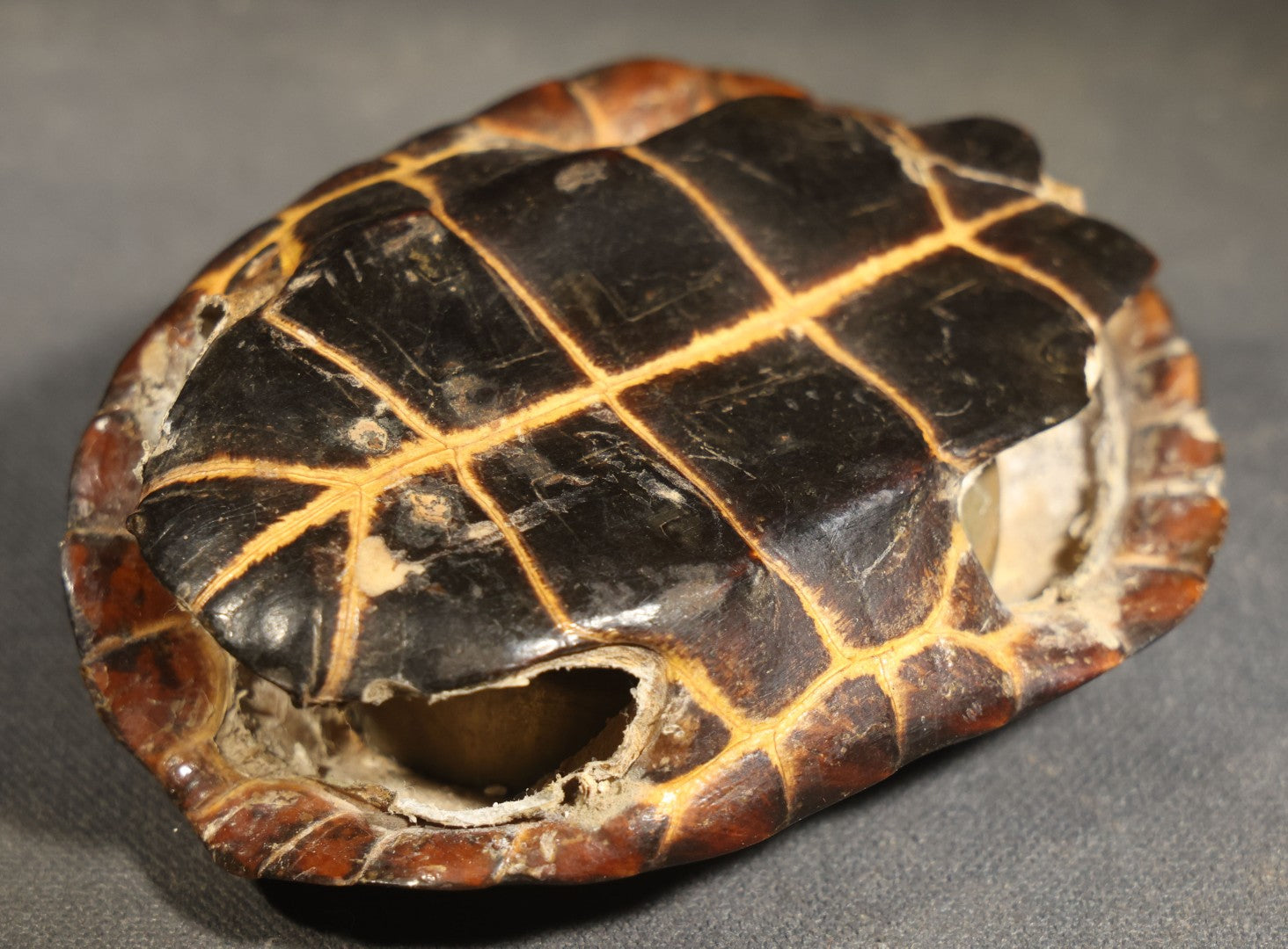 Antique Turtle Shell Ashtray with Metal Liner