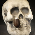 Lot 004 - Vintage Styrofoam Halloween Skull Decoration with Pipe, 7-1/2" H