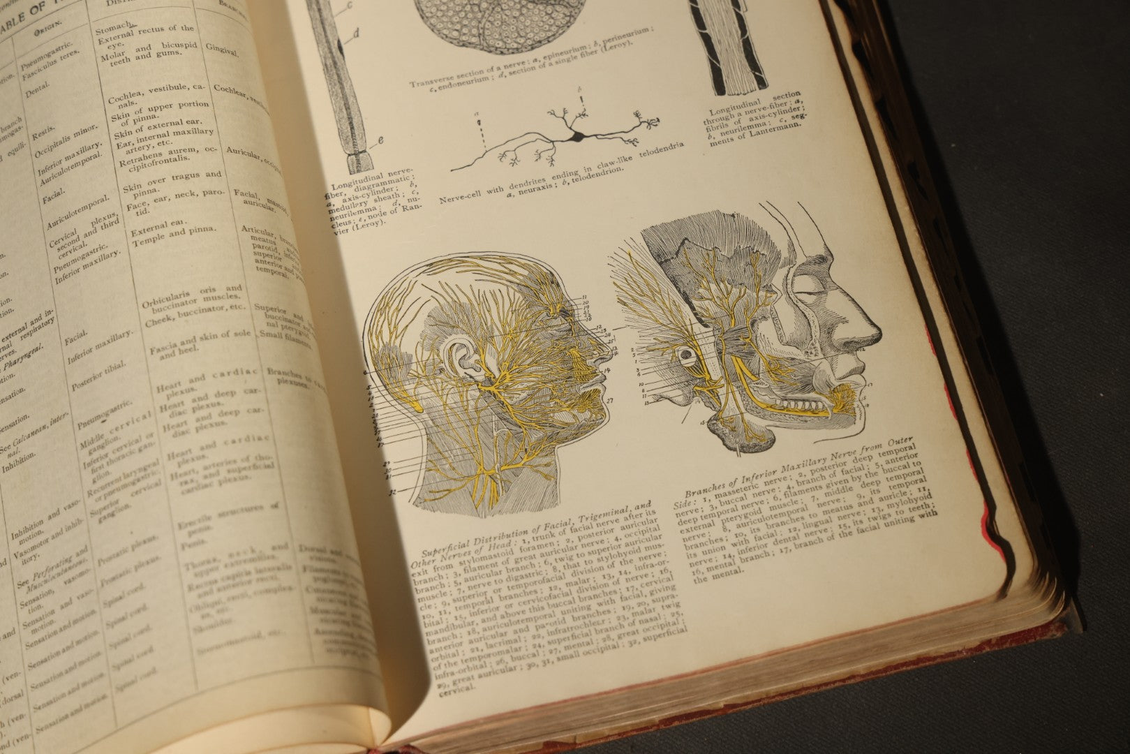 "The American Illustrated Medical Dictionary" Vintage Illustrated Medical Reference Book by W.A. Newman Dorland, 13th Edition, Published by W.B. Saunders Company, Philadelphia, Pennsylvania