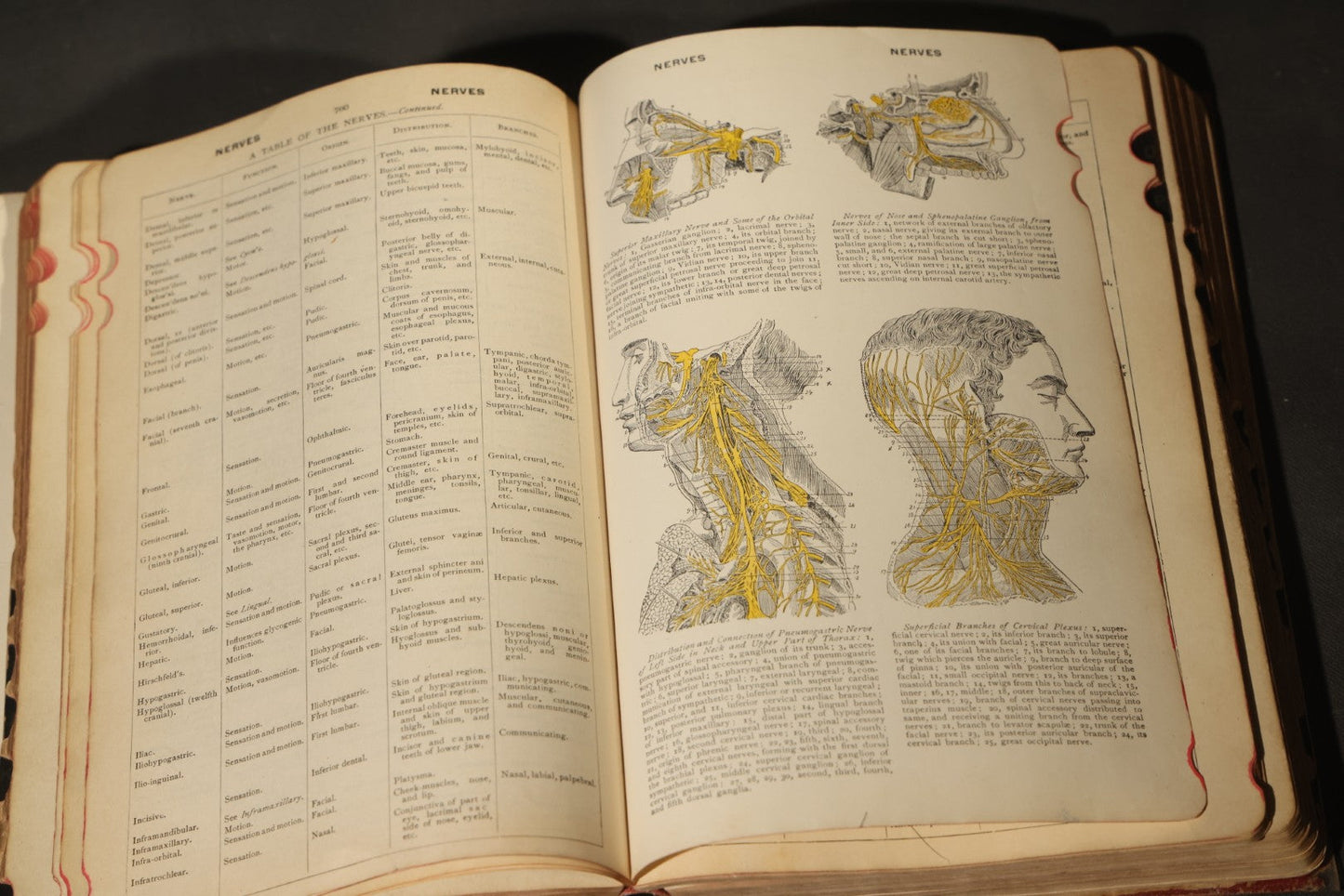 "The American Illustrated Medical Dictionary" Vintage Illustrated Medical Reference Book by W.A. Newman Dorland, 13th Edition, Published by W.B. Saunders Company, Philadelphia, Pennsylvania