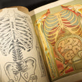 Lot 174 - "Health Knowledge" Vintage Medical Reference Book with Layered Color Anatomical Manikins, Volume I, Edited by J. L. Corish, M.D., Published by Medical Book Distributors, Inc., New York, 1927