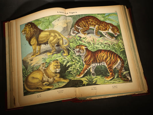 "Natural History of the Animal Kingdom" Antique Illustrated Zoology Book with 91 Color Plates by W. F. Kirby, Adapted from Professor Von Schubert, Published by Society for Promoting Christian Knowledge, London, 1889