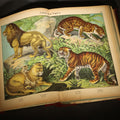 Lot 031 - "Natural History of the Animal Kingdom" Antique Illustrated Zoology Book with 91 Color Plates by W. F. Kirby, Adapted from Professor Von Schubert, Published by Society for Promoting Christian Knowledge, London, 1889