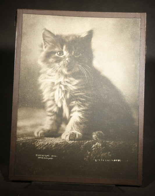 Antique Framed Photograph of a Kitten, From "Cat Studies from Life" Series, Copyright 1900 C. E. Bullard, Published by M. T. Sheahan, Boston, Massachusetts