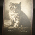 Lot 057 - Antique Framed Photograph of a Kitten, from "Cat Studies from Life" Series, Copyright 1900 C. E. Bullard, Published by M. T. Sheahan, Boston, Massachusetts, 6-1/2" W x 8-1/2" H