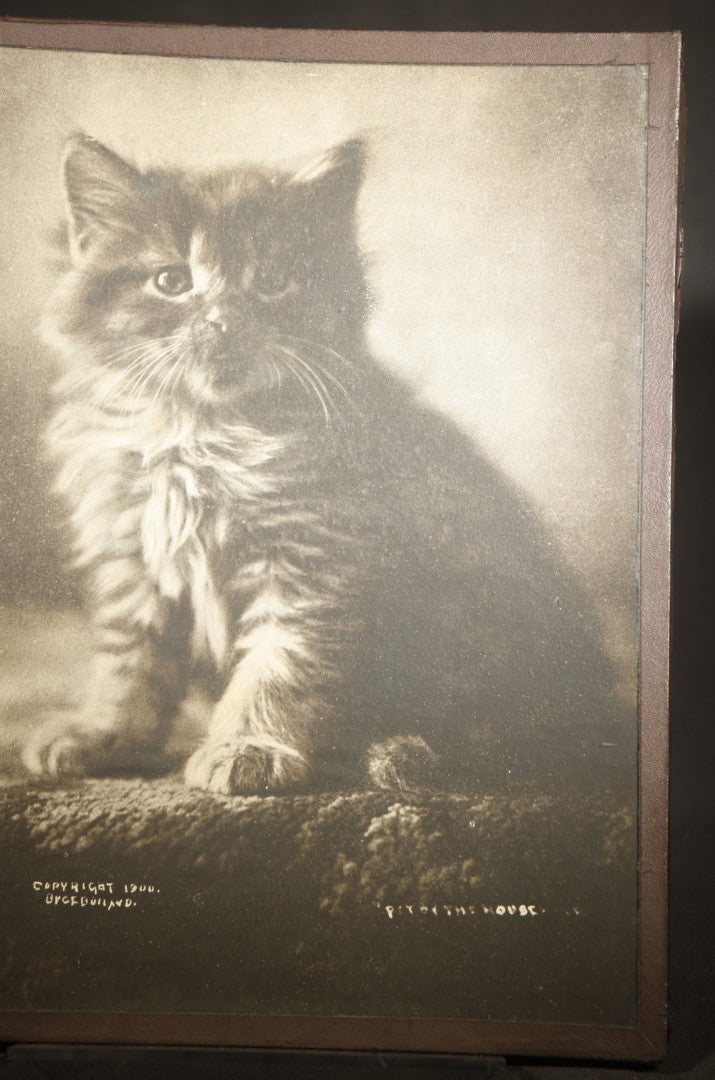 Antique Framed Photograph of a Kitten, From "Cat Studies from Life" Series, Copyright 1900 C. E. Bullard, Published by M. T. Sheahan, Boston, Massachusetts