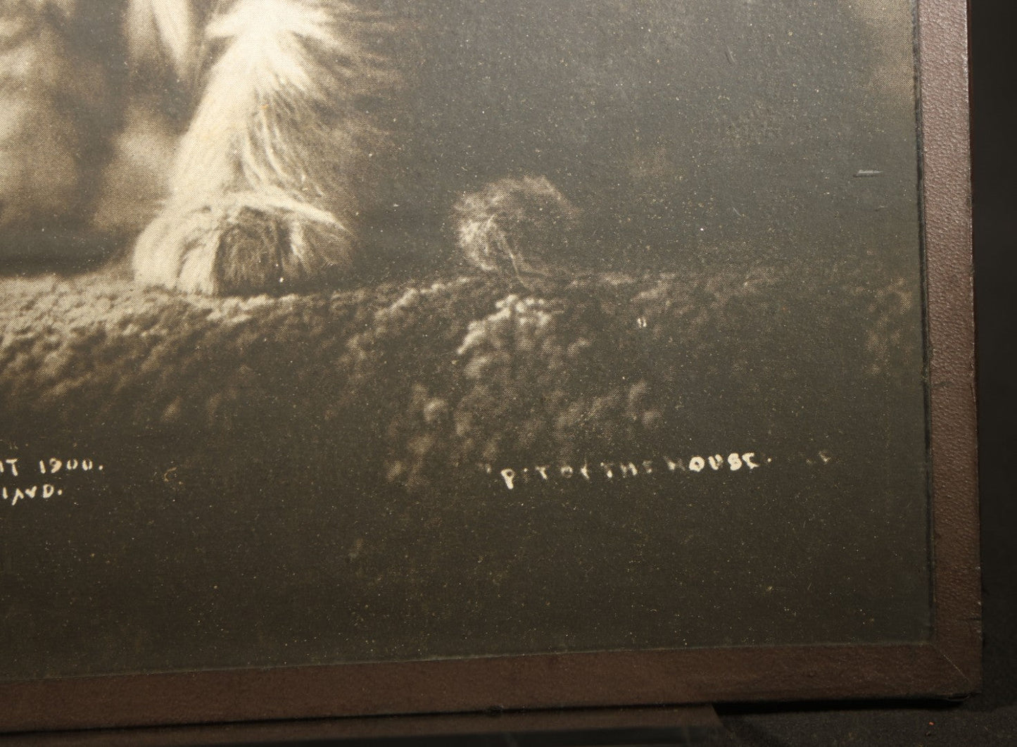 Antique Framed Photograph of a Kitten, From "Cat Studies from Life" Series, Copyright 1900 C. E. Bullard, Published by M. T. Sheahan, Boston, Massachusetts