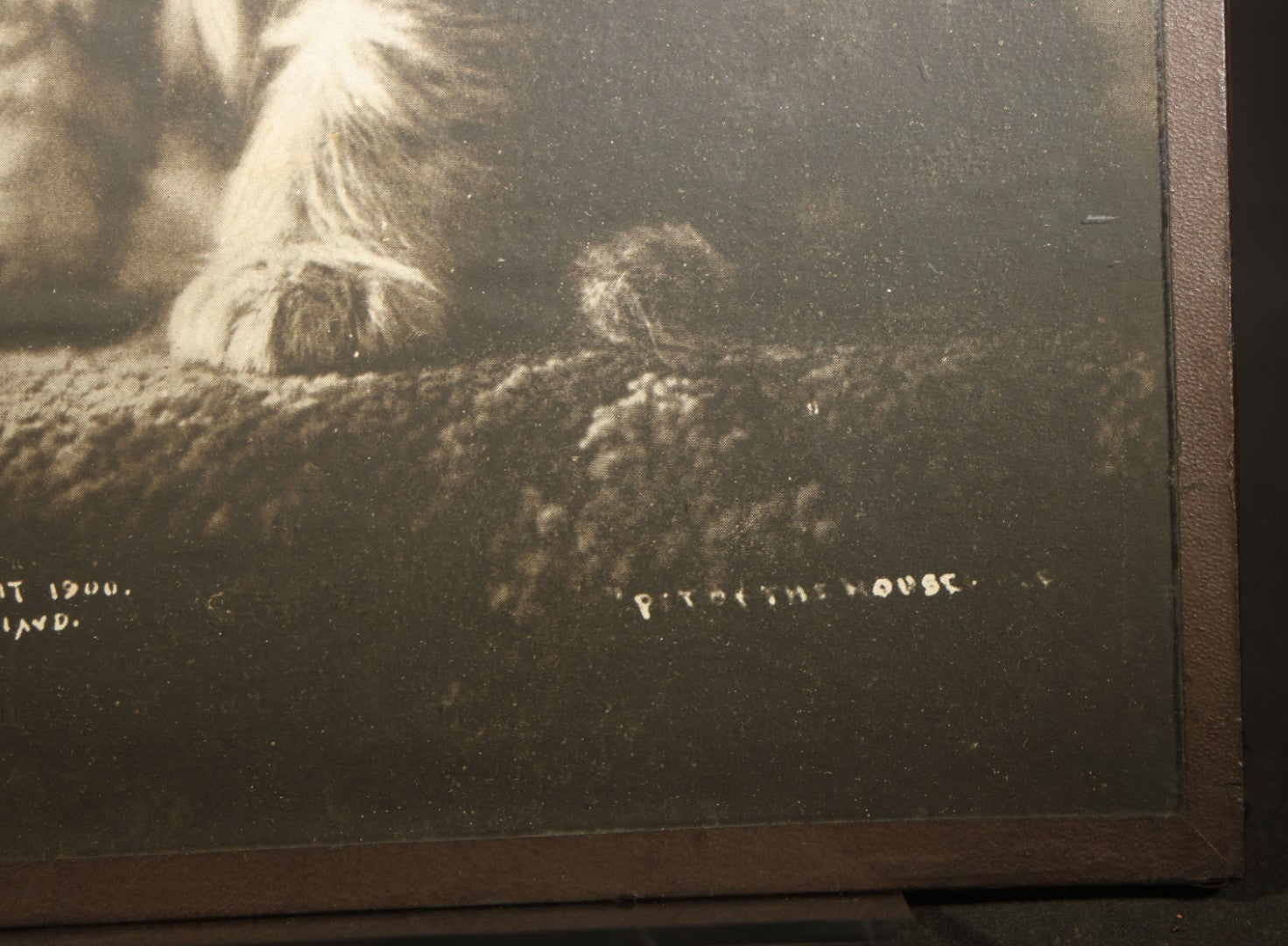 Antique Framed Photograph of a Kitten, From "Cat Studies from Life" Series, Copyright 1900 C. E. Bullard, Published by M. T. Sheahan, Boston, Massachusetts