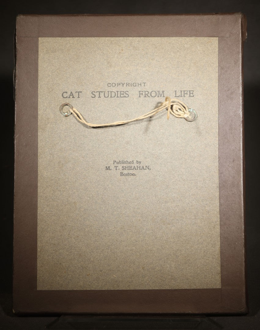 Antique Framed Photograph of a Kitten, From "Cat Studies from Life" Series, Copyright 1900 C. E. Bullard, Published by M. T. Sheahan, Boston, Massachusetts