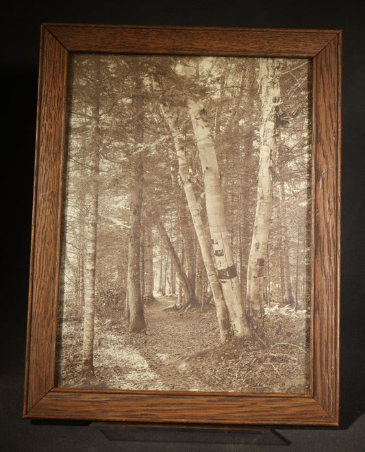Antique Framed Sepia-Tone Photograph of Birch Trees Along a Forest Path