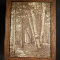 Lot 065 - Antique Framed Sepia-Tone Photograph of Birch Trees Along a Forest Path, 7-1/8" W x 9-1/8" H