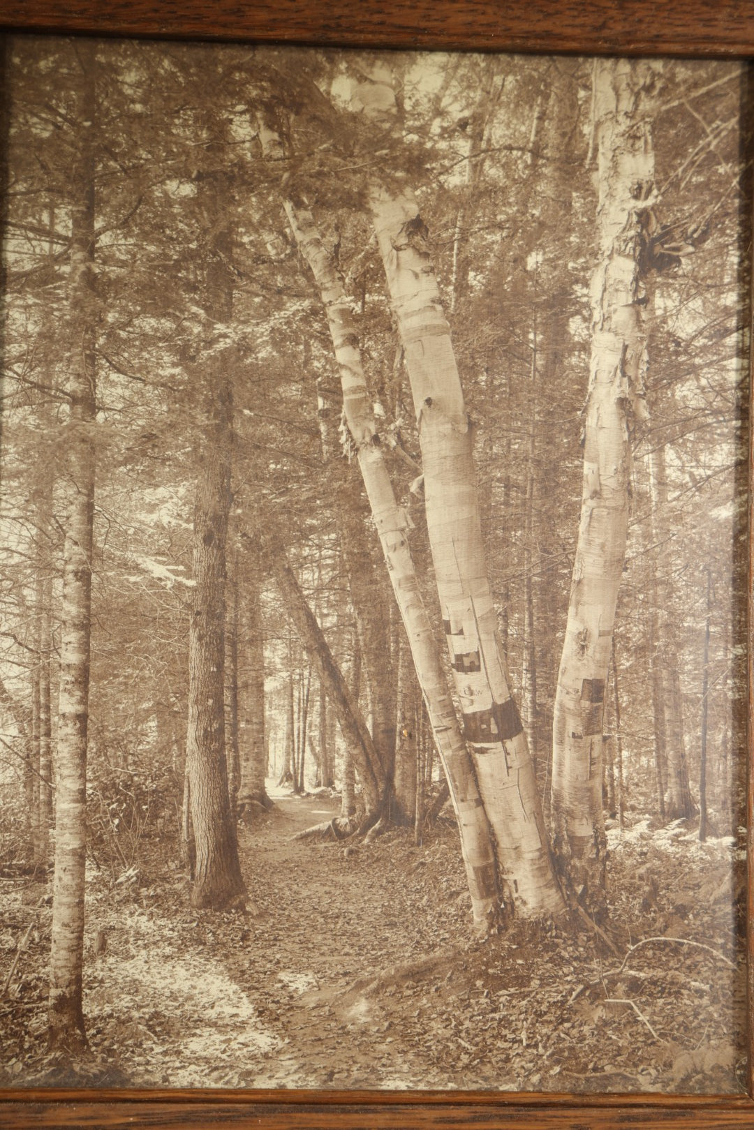 Antique Framed Sepia-Tone Photograph of Birch Trees Along a Forest Path