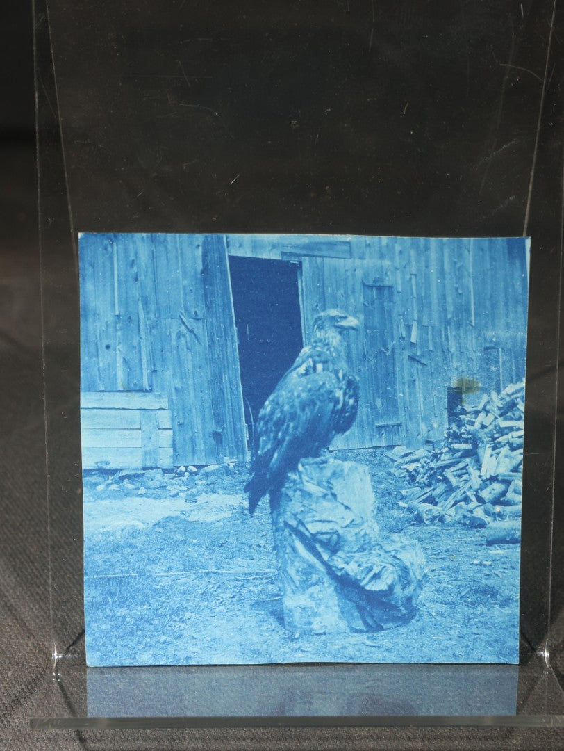 Grouping of 12 Antique Cyanotype Photographs including "Weirs Wreck" Train Derailment, Occupational Newspaper Deliveryman with "The Sun" Cart, Naval Warships, Cyanotype on Birch Bark, Man with Bicycle, and Photo Gallery Interior